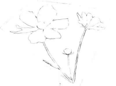 線稿部分，紫葉草素描畫法步驟二