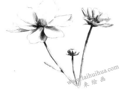 紫葉草素描畫法步驟三