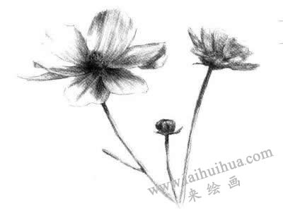 細(xì)節(jié)描繪，紫葉草素描畫法步驟四