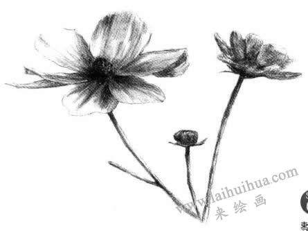紫葉草素描畫法步驟五