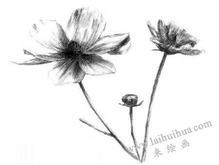 紫葉草素描畫法步驟六