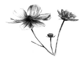 紫葉草素描畫法