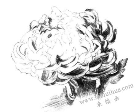 粉旭桃素描畫法步驟四