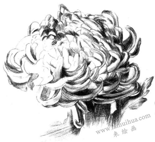明暗交界線，粉旭桃素描畫法步驟五