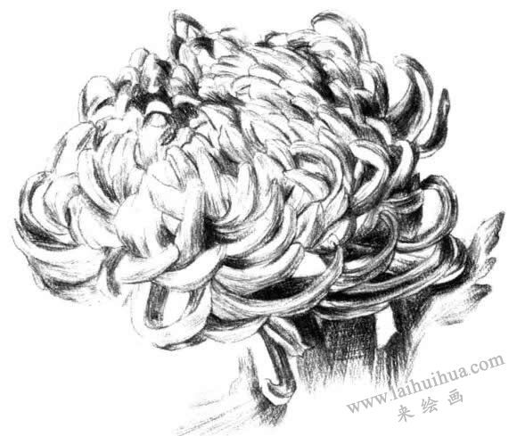 粉旭桃素描畫法步驟六