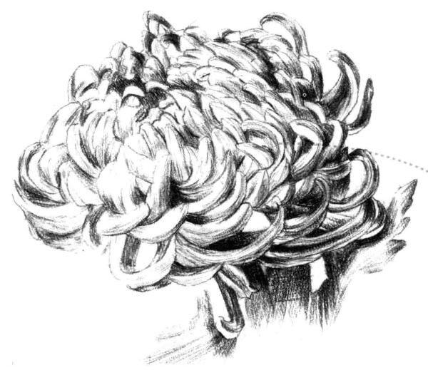 粉旭桃素描畫法