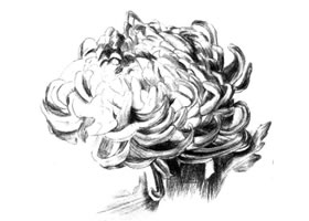 粉旭桃素描畫法
