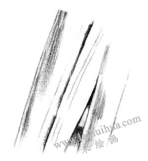 植物葉子的素描畫法步驟三