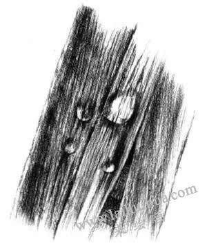 植物葉子的素描畫法步驟四