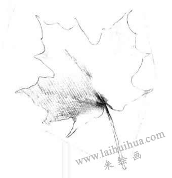 梧桐樹葉子素描畫法步驟三