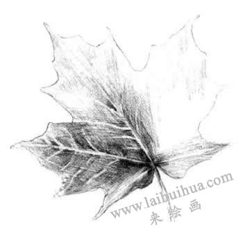 梧桐樹葉子素描畫法步驟四