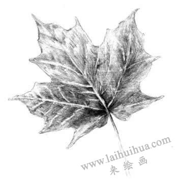 梧桐樹葉子素描畫法步驟五