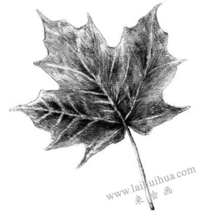 梧桐樹葉子素描畫法步驟六