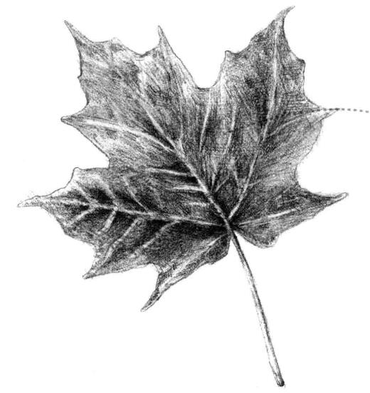 梧桐樹葉子素描畫法