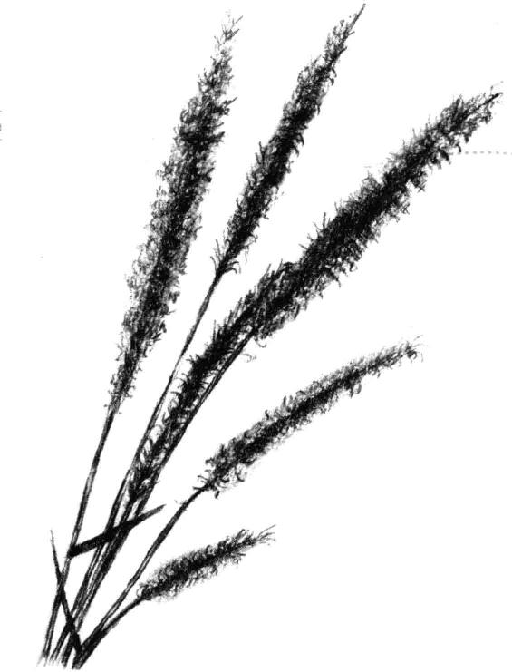 狗尾草素描畫法
