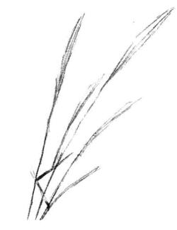 狗尾草素描畫法步驟一