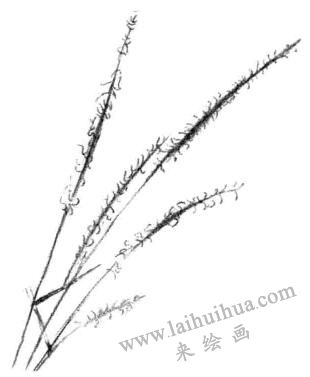 狗尾草素描畫法步驟二