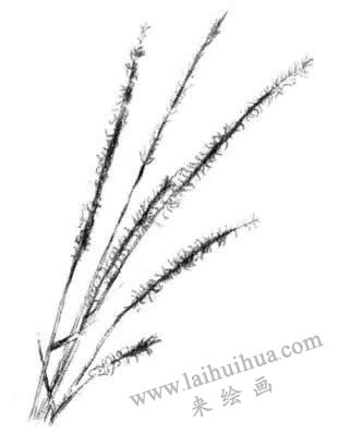 狗尾草素描畫法步驟三