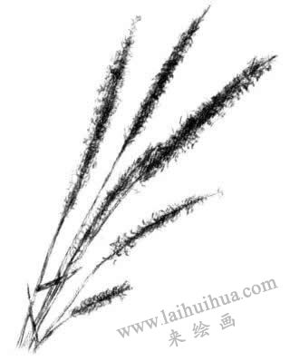 狗尾草素描畫法步驟四