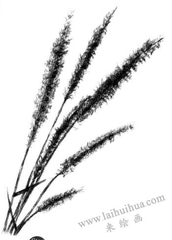 狗尾草素描畫法步驟五