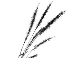 狗尾草素描畫法