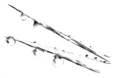 水草素描畫法步驟三