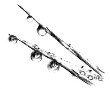 水草素描畫法步驟四