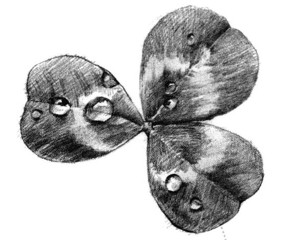 三葉草素描畫(huà)法