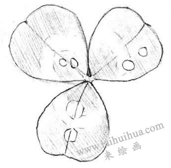 三葉草素描畫(huà)法步驟三