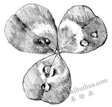 三葉草素描畫(huà)法步驟四