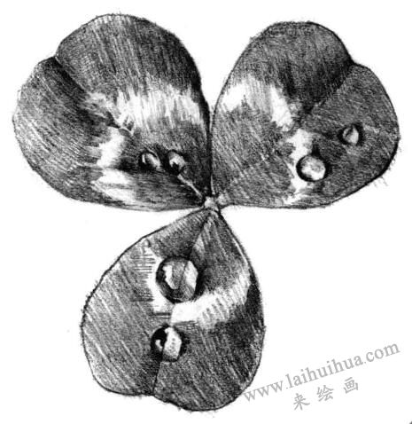 三葉草素描畫(huà)法步驟五