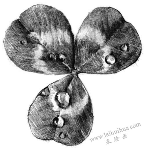 三葉草素描畫(huà)法步驟六