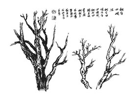 樹干的畫法