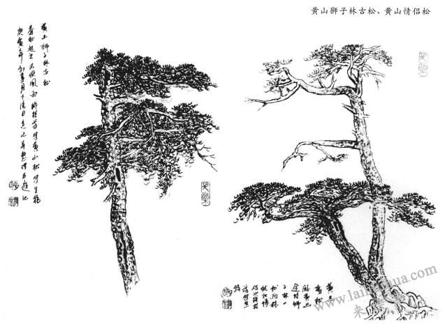 黃山情侶松