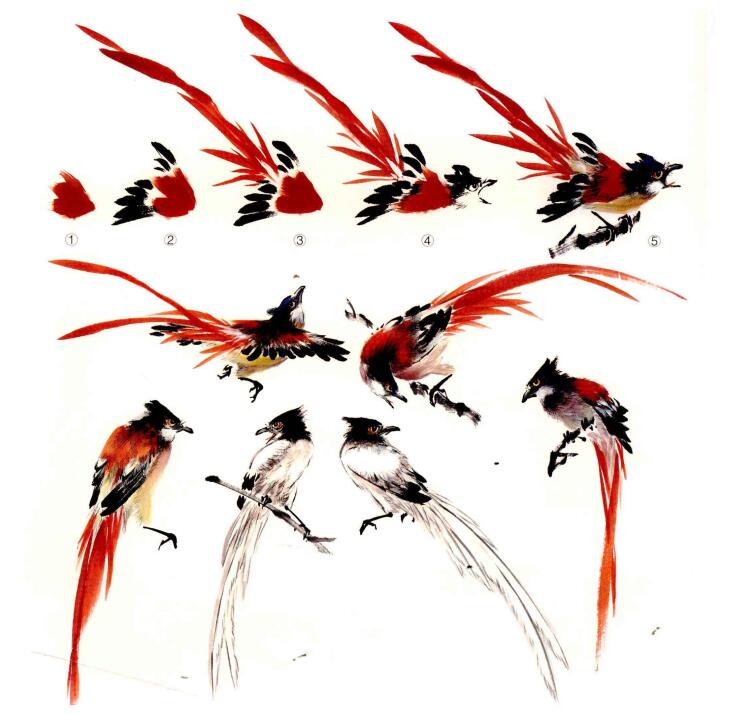 綬帶鳥的畫法