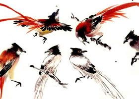 綬帶鳥的畫法