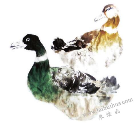 鴨子的步驟畫(huà)法四