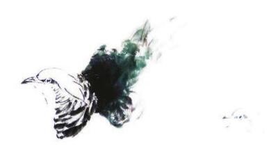 錦雞的步驟畫(huà)法二