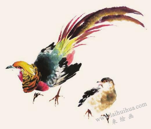 錦雞的步驟畫(huà)法六