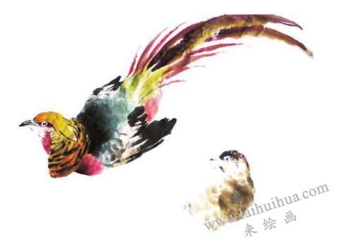 錦雞的步驟畫(huà)法五
