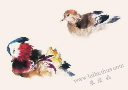鴛鴦的步驟畫法四