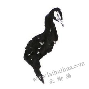 孔雀的步驟畫法一