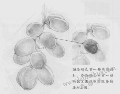 葡萄素描畫法步驟03