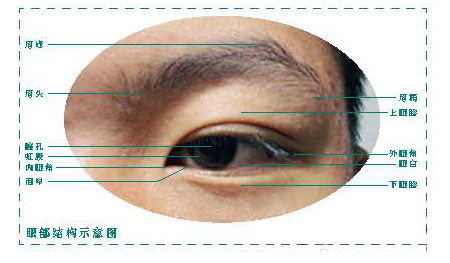 眼睛的組成