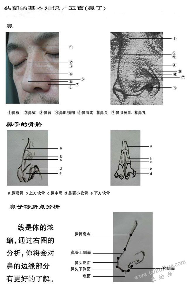 素描中鼻子的畫(huà)法：鼻子結(jié)構(gòu)分析