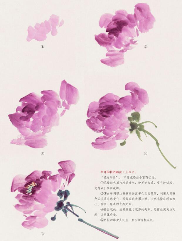 半開的牡丹畫法