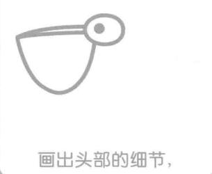 鵜鶘的簡筆畫畫法步驟02