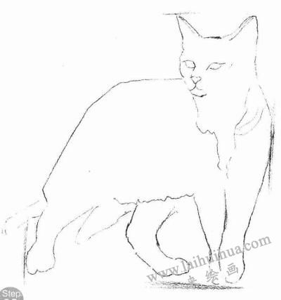 中國(guó)貍花貓素描畫法步驟02
