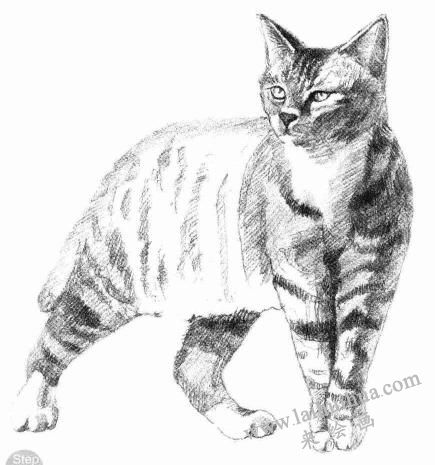 中國(guó)貍花貓素描畫法步驟06