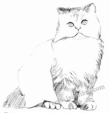 波斯貓的素描畫法步驟03